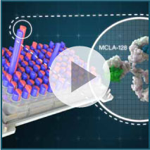 Video describing mechanism of action of zenocutuzumab (MCLA-128)